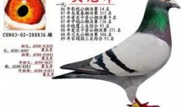 李诞最新爆料信鸽视频,一场跨越千里的神秘之旅